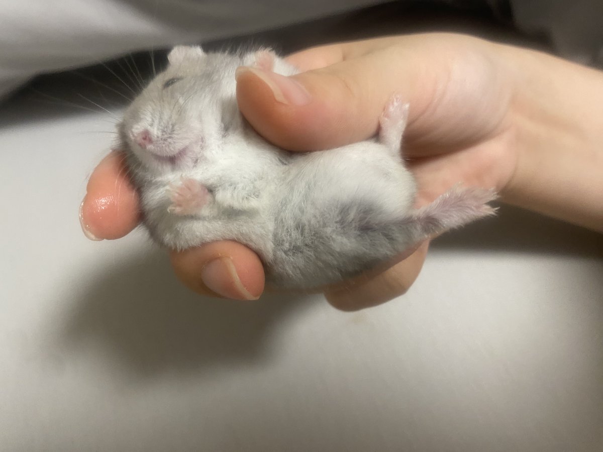 cha_wan_mushi5's tweet photo. 飼い主イヤイヤ期 https://t.co/5CW817Zvwd