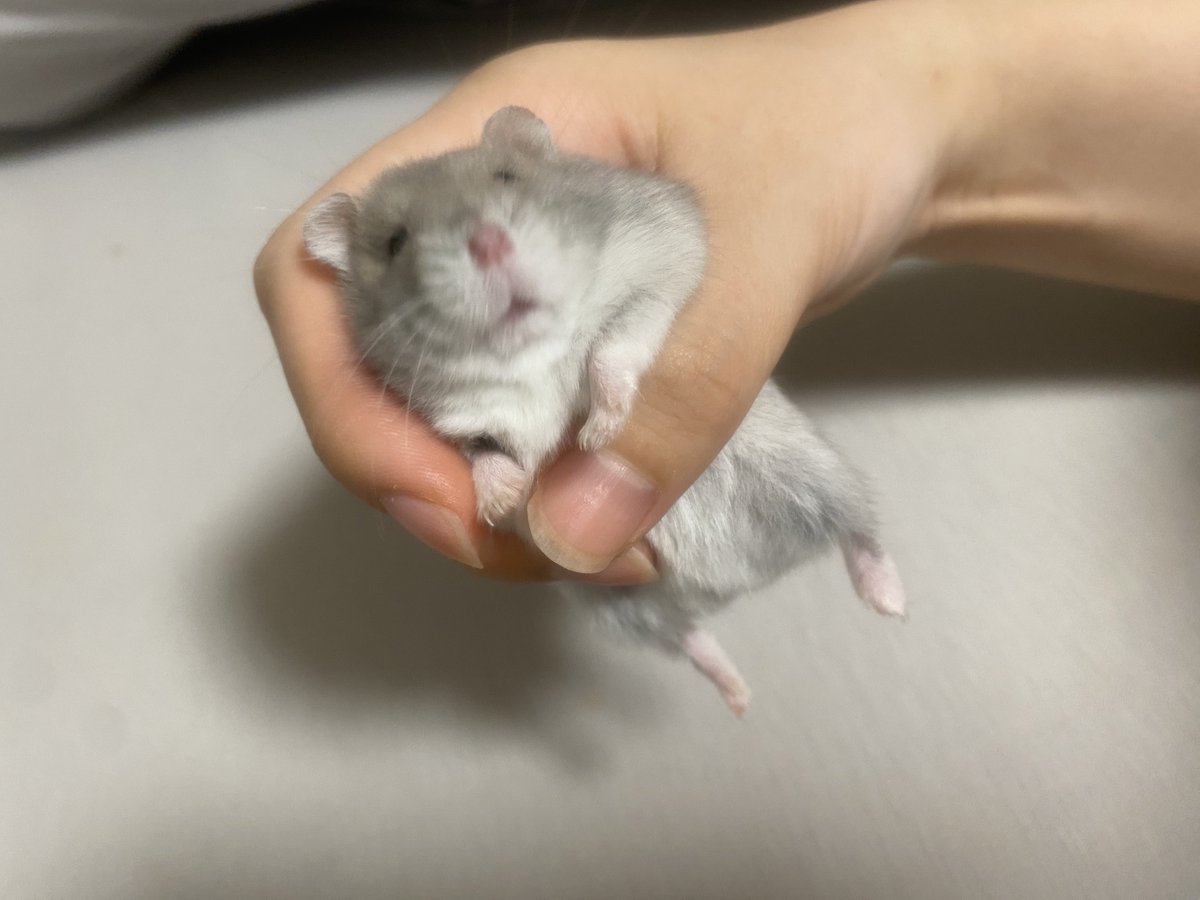 cha_wan_mushi5's tweet photo. 飼い主イヤイヤ期 https://t.co/5CW817Zvwd