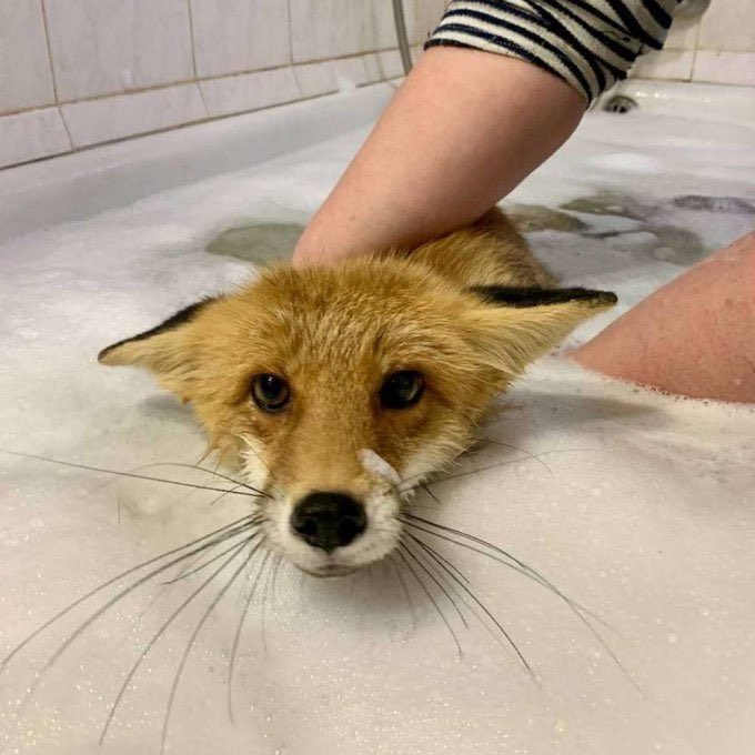 ElmeroIan's tweet photo. #FoxFriday https://t.co/CFrJIV5Ntb