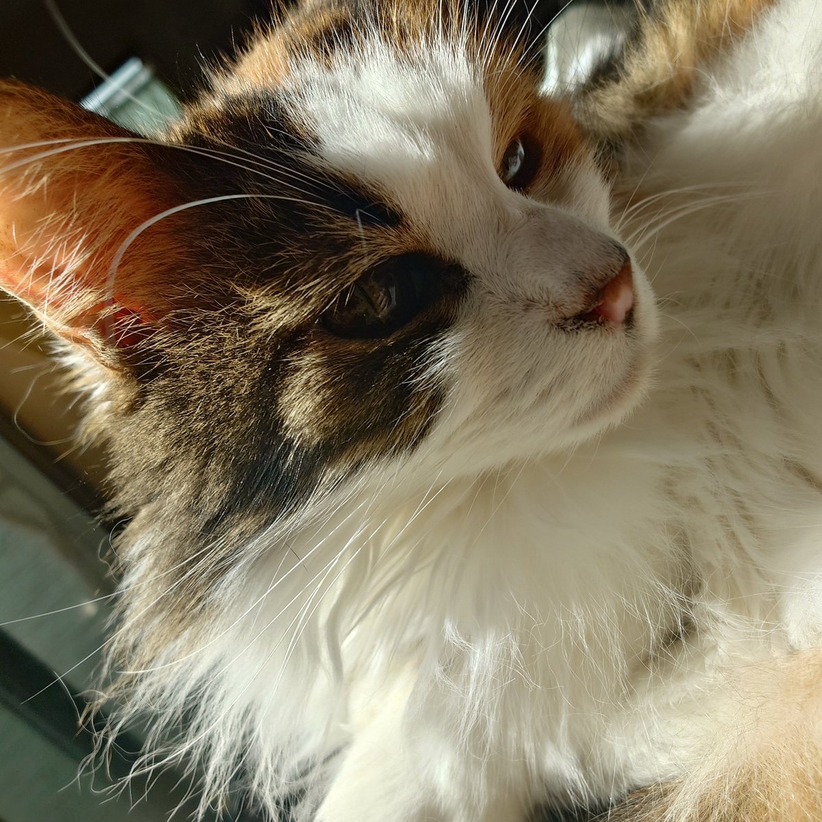 yu_annu's tweet photo. 日向ぼっこ猫 https://t.co/597kGpoqWC