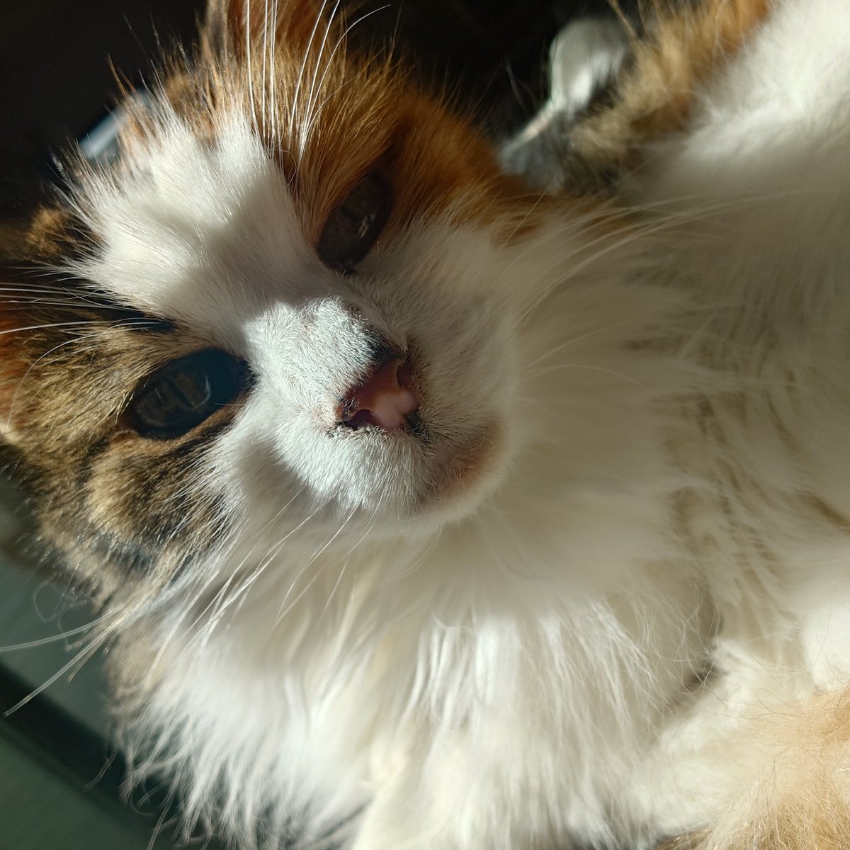 yu_annu's tweet photo. 日向ぼっこ猫 https://t.co/597kGpoqWC