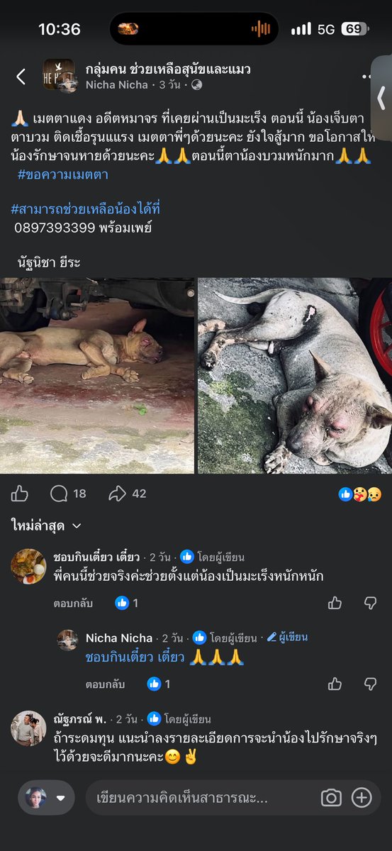 malimalineee's tweet photo. 🙏🏻 เมตตาแดง อดีตหมาจร ที่เคยผ่านเป็นมะเร็ง ตอนนี้ น้องเจ็บตา ตาบวม ติดเชื้อรุนแแรง เมตตาพี่ๆด้วยนะคะ ยังใจสู้มาก ขอโอกาสให้น้องรักษาจนหายด้วยนะคะ🙏🙏ตอนนี้ตาน้องบวมหนักมาก🙏🙏
  #ขอความเมตตา 

#สามารถช่วยเหลือน้องได้ที่
 0897393399 พร้อมเพย์ 

  นัฐนิชา ยีระ https://t.co/JNe0a2520G