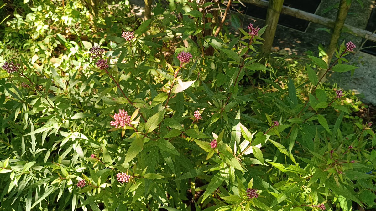 bigdai1118's tweet photo. 天上寺の花咲いてないのでアサギマダラは来週かな https://t.co/lg4ZrdODpr