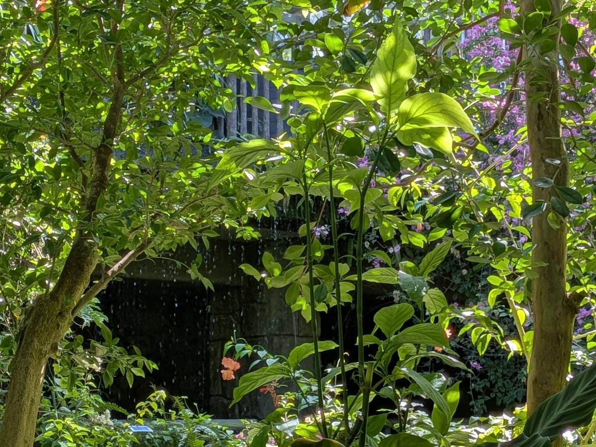 piro9101's tweet photo. 植物園でリフレッシュして来ました☺️
外気が少し暑めだったので植物園の中も暑いかなぁと思っていたんですが、入ってみるとすごく爽やかで心地よかった🌿植物たちが良い環境でちゃんとお世話をしてもらっていると感じられ幸せな気持ちになりました😌✨

#ときわ公園
#植物園 https://t.co/tZpKJL7UBY