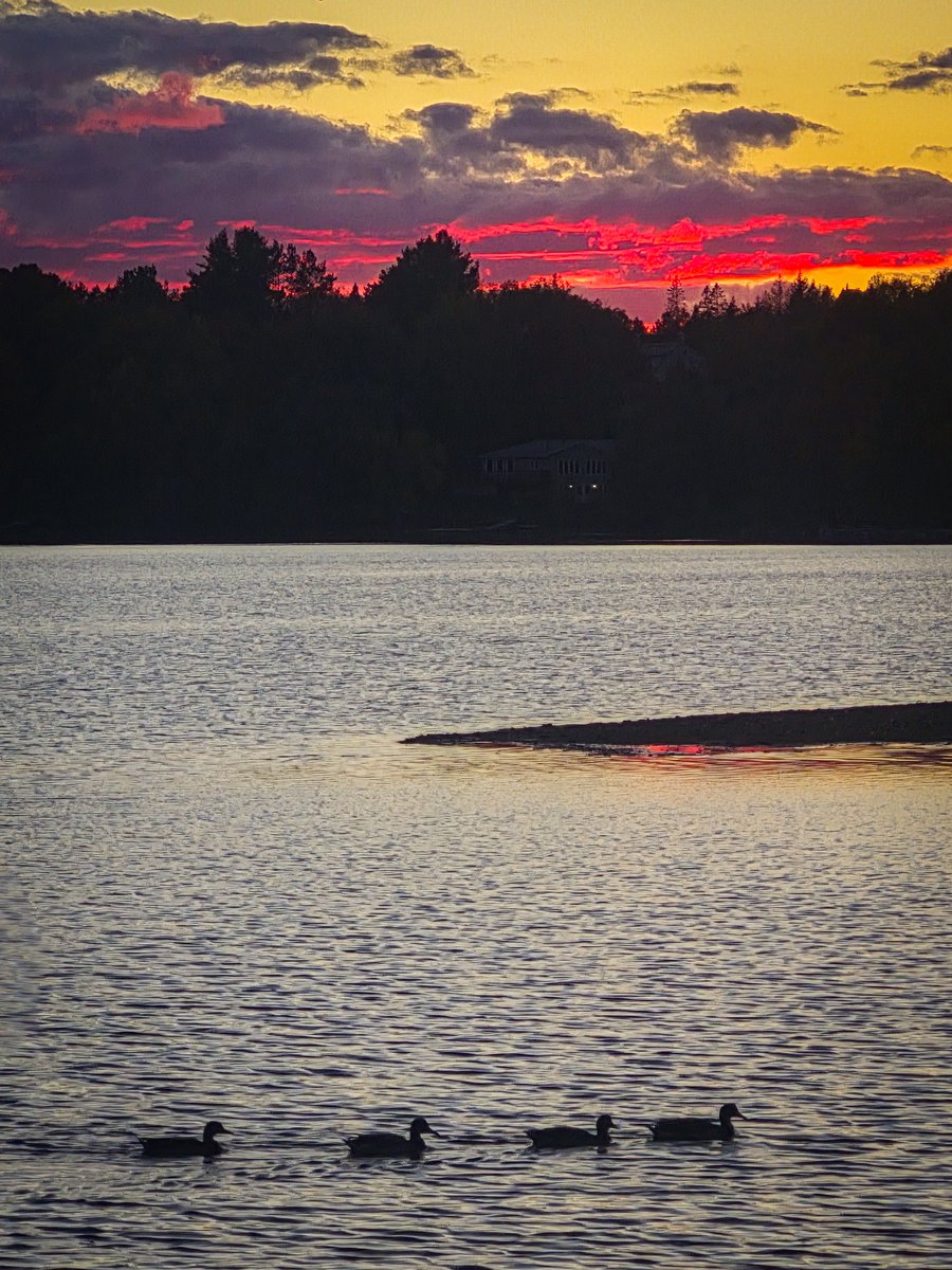 CottageDew's tweet photo. Evening walk silhouettes. https://t.co/r2NevUJzZo