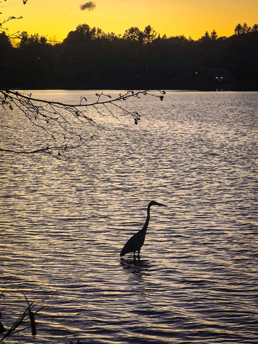 CottageDew's tweet photo. Evening walk silhouettes. https://t.co/r2NevUJzZo