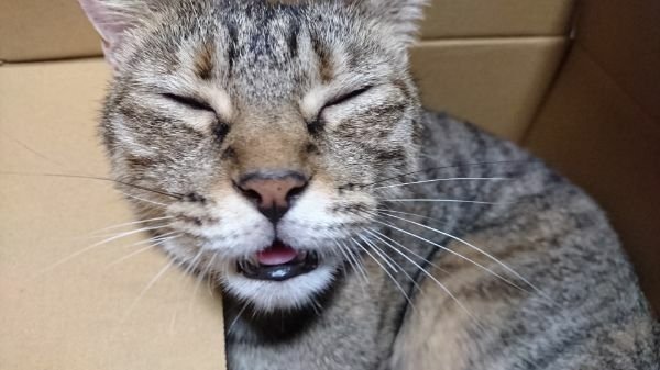 XAEA_8's tweet photo. @hezuruy @kokokokourou04 うちの猫が目出度いニ���アと言ってました。 https://t.co/1zln1NemEG