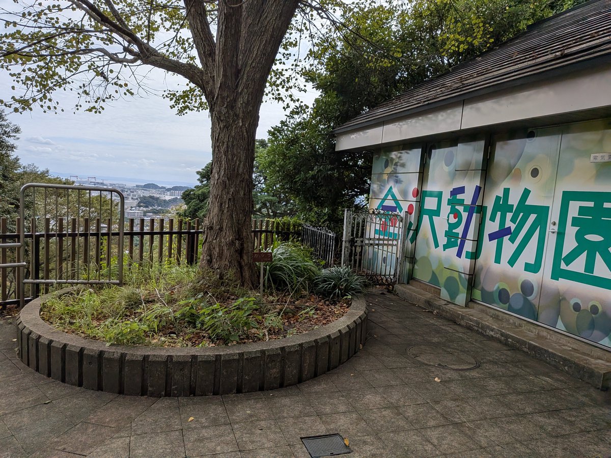 oldcc4wiz's tweet photo. 一昨日くらいにコアラを見たくなったので、横浜在住の暇人を呼びつけた。 https://t.co/1fWebVcjAp