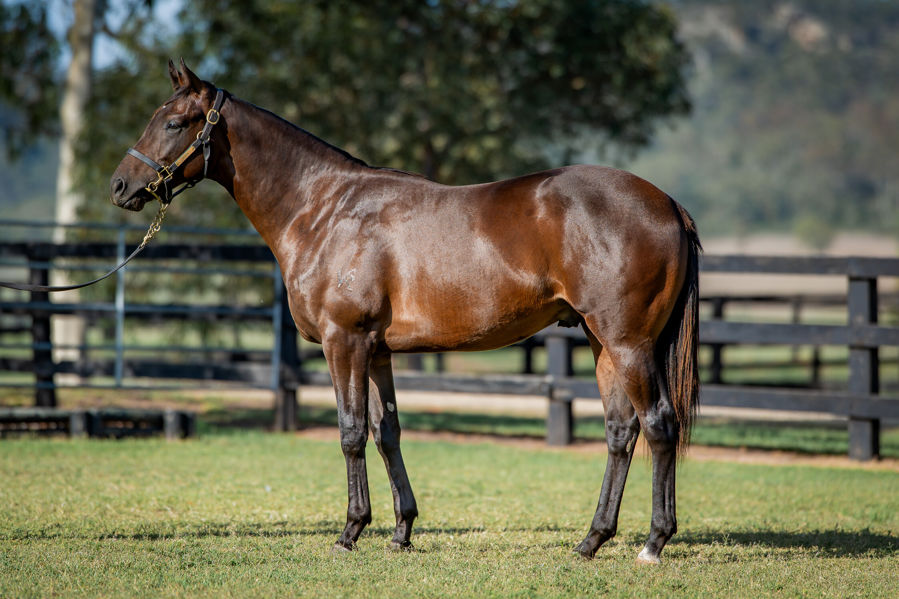 breednet's tweet photo. 60k Inglis Classic purchase from Widden, Trapeze Artist colt Flying Houdini wins G3 Breeders Plate to give the Red Fox owners a great start to the day https://t.co/rG6XlBJ8tU  @inglis_sales @widdenstud @GaiWaterhouse1 @REDFOX_Racing https://t.co/wvC85nBGhD