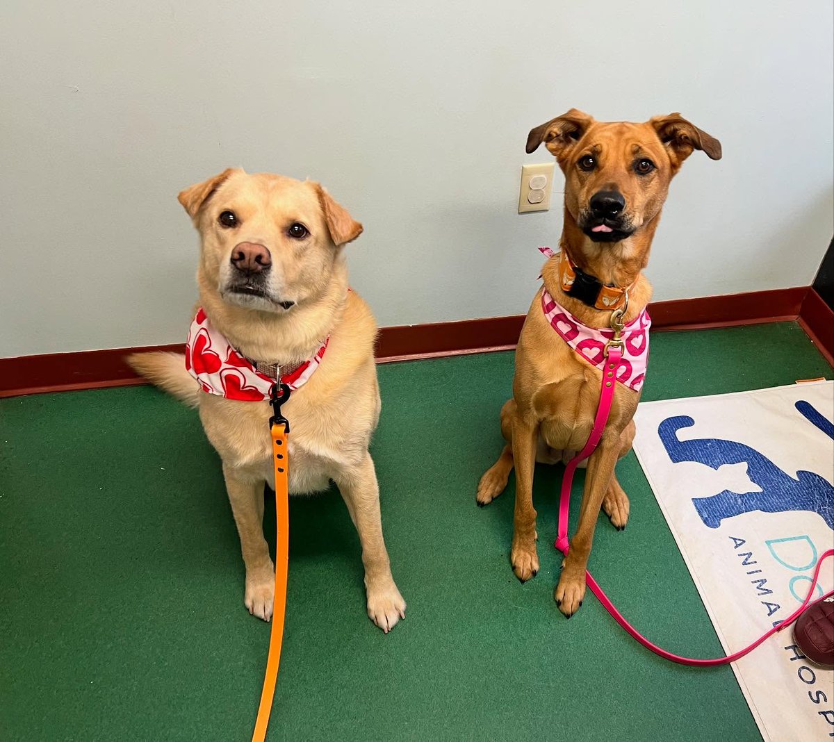 ariasmithzcs906's tweet photo. My buddies Carson and Daisy came to visit. They said the treats were absolutely delicious. Love these two goofballs. https://t.co/7Ja6IzMoQi