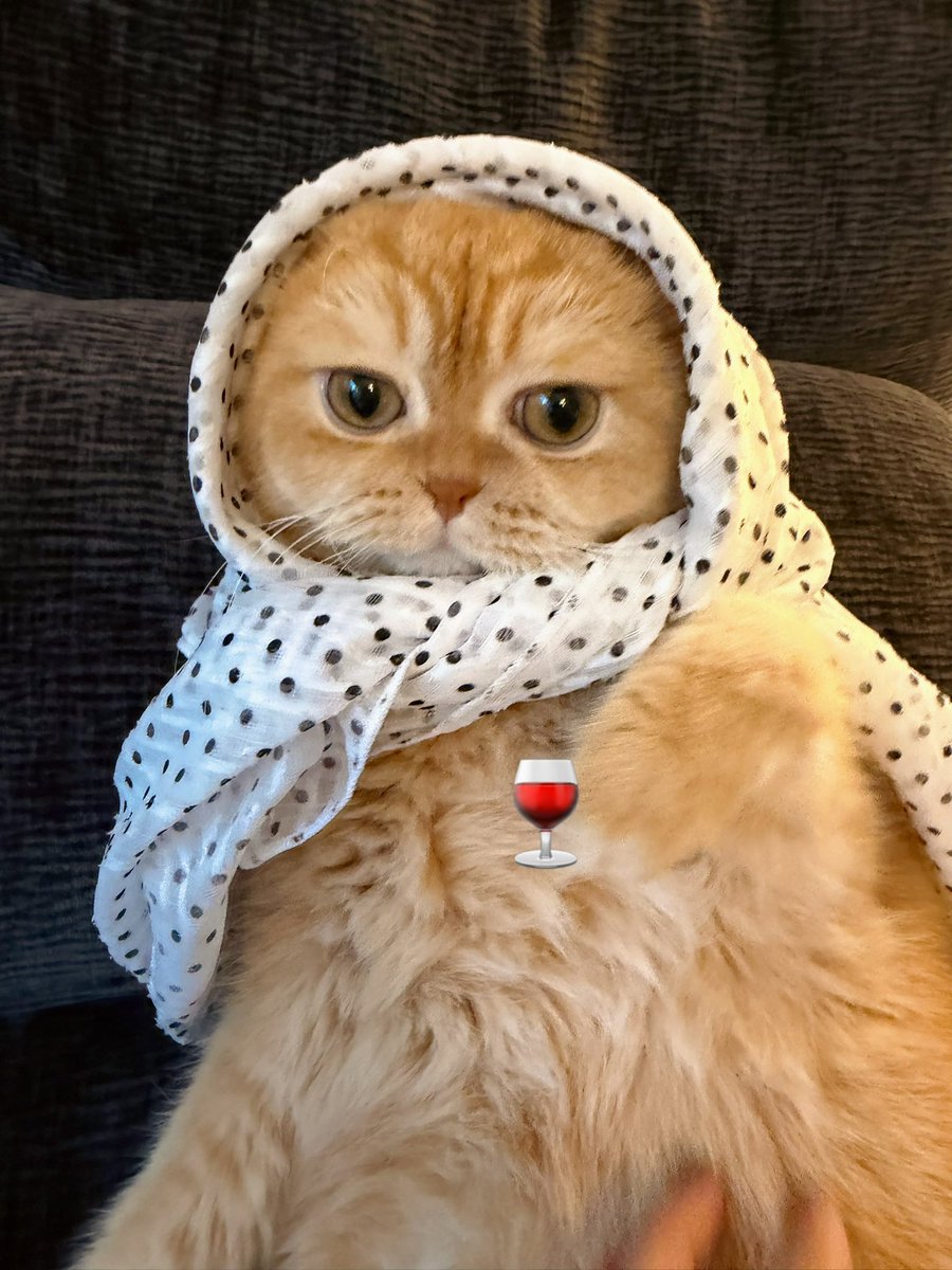 oooo_xin's tweet photo. 😺 https://t.co/CxL4emKwGN