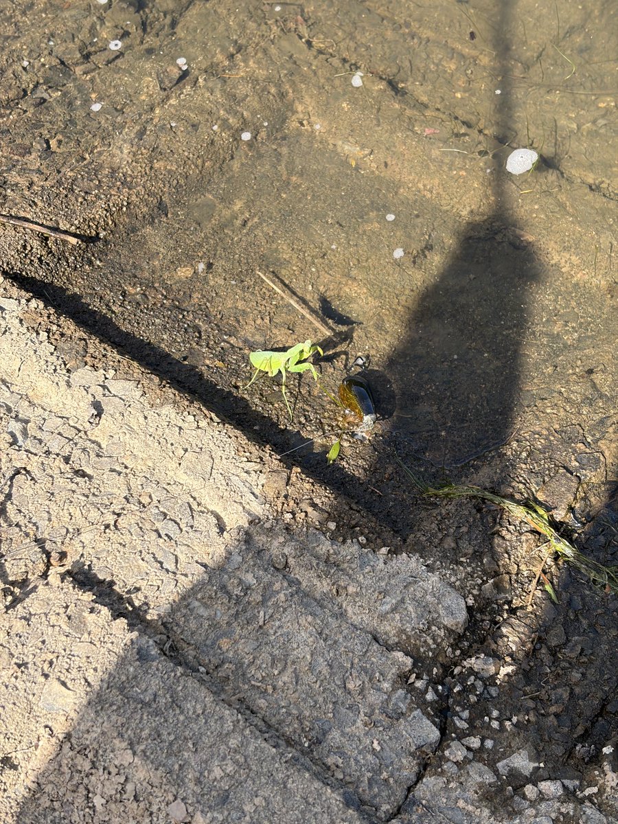 chimaru4444's tweet photo. 来るのが遅すぎた。
先行者いたし...陰で休憩してたら空からカマキリ降ってきた...😯

ピーナッツでなんとか救出😄 https://t.co/098o08l5eV