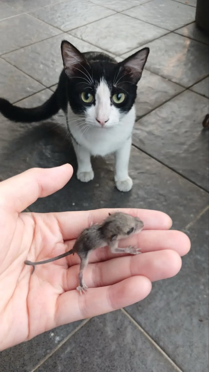 ki_dooo's tweet photo. ini anak apaan woi dibawa si cuking 😭 https://t.co/qFS83ldYhR
