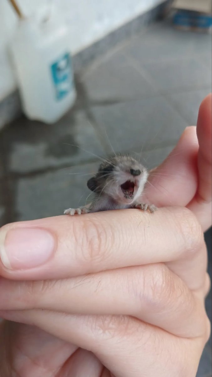 ki_dooo's tweet photo. ini anak apaan woi dibawa si cuking 😭 https://t.co/qFS83ldYhR