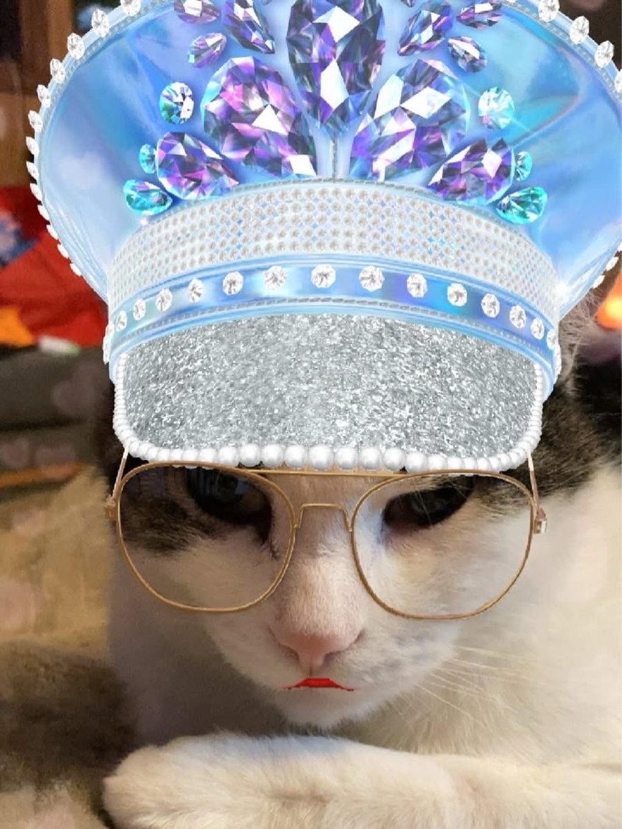 shellyshell2u's tweet photo. Curly πΊ #catselfie #cats_of_instagram #catsofinstagram #catstagram #cats_of_world #catsoftheday #instacat #catsofig #catsoftwitter #catsofbluesky #cat #cats #snapchat #curlythecat https://t.co/BrcunKEnMn