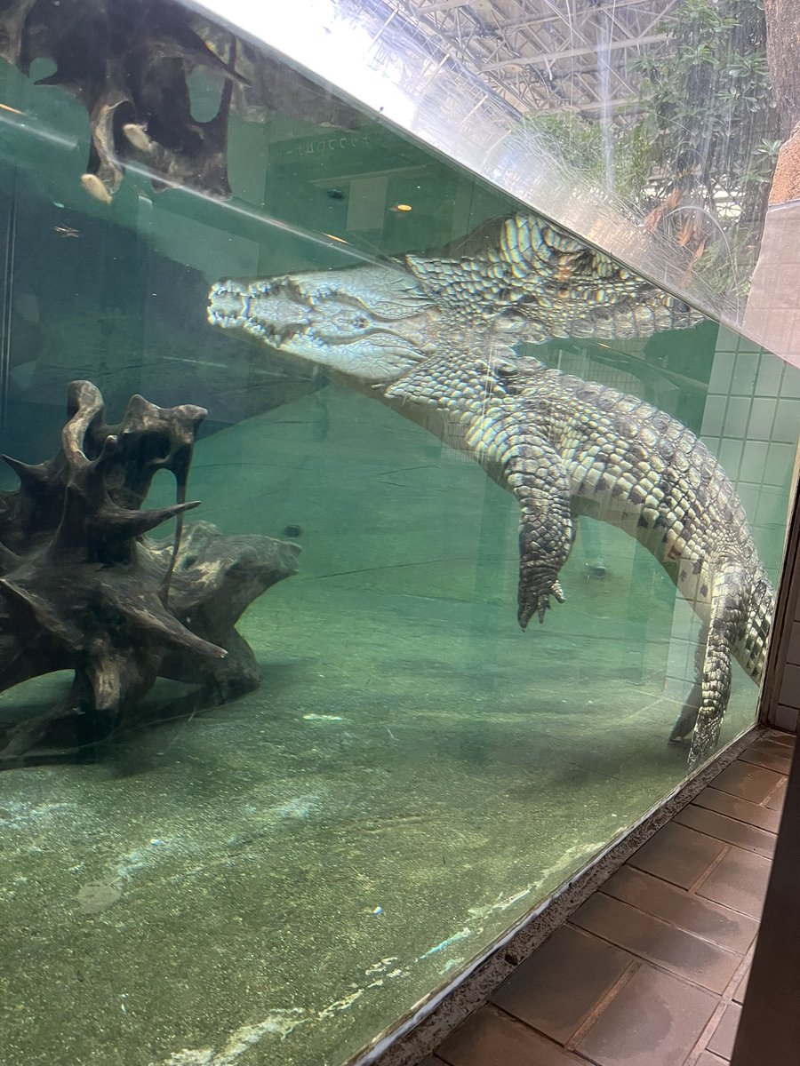 38Umi00's tweet photo. 🐊⟡.· https://t.co/wx9QytuJZM