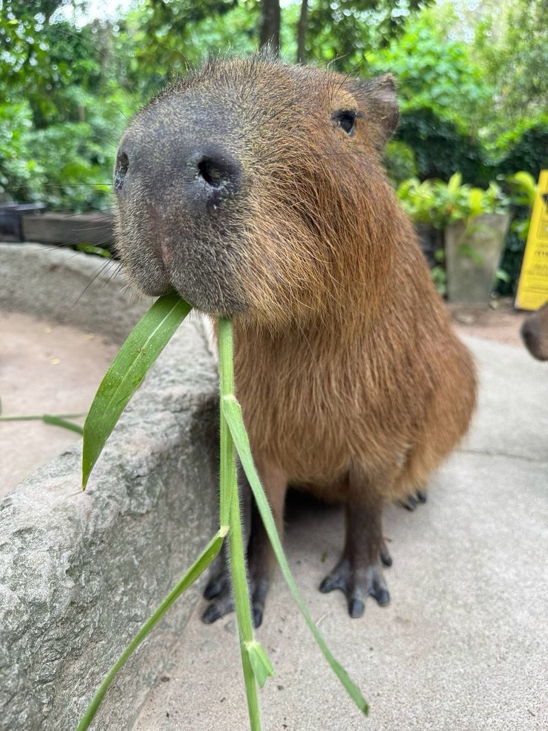 KhaokheowZoo's tweet photo. 😎

#สวนสัตว์เปิดเขาเขียว https://t.co/lTSKX9D502