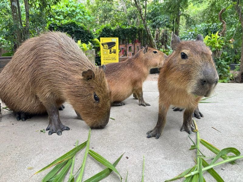 KhaokheowZoo's tweet photo. 😎

#สวนสัตว์เปิดเขาเขียว https://t.co/lTSKX9D502