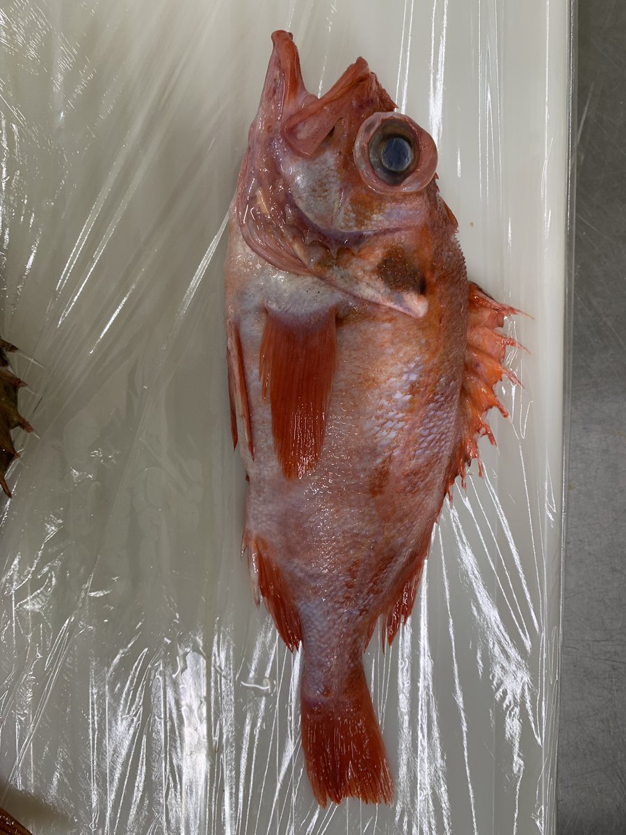 skanayaneko's tweet photo. お魚の名前分かるかな❓🤗 https://t.co/nqW3E6rc6a