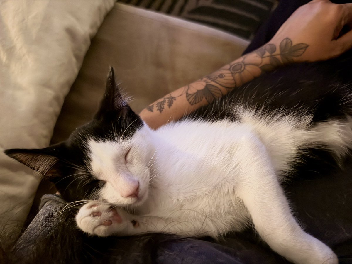sinsoria's tweet photo. How my little “Wild Child” Arwen sleeps in my arms. ❤️ https://t.co/zbb45UK4oD