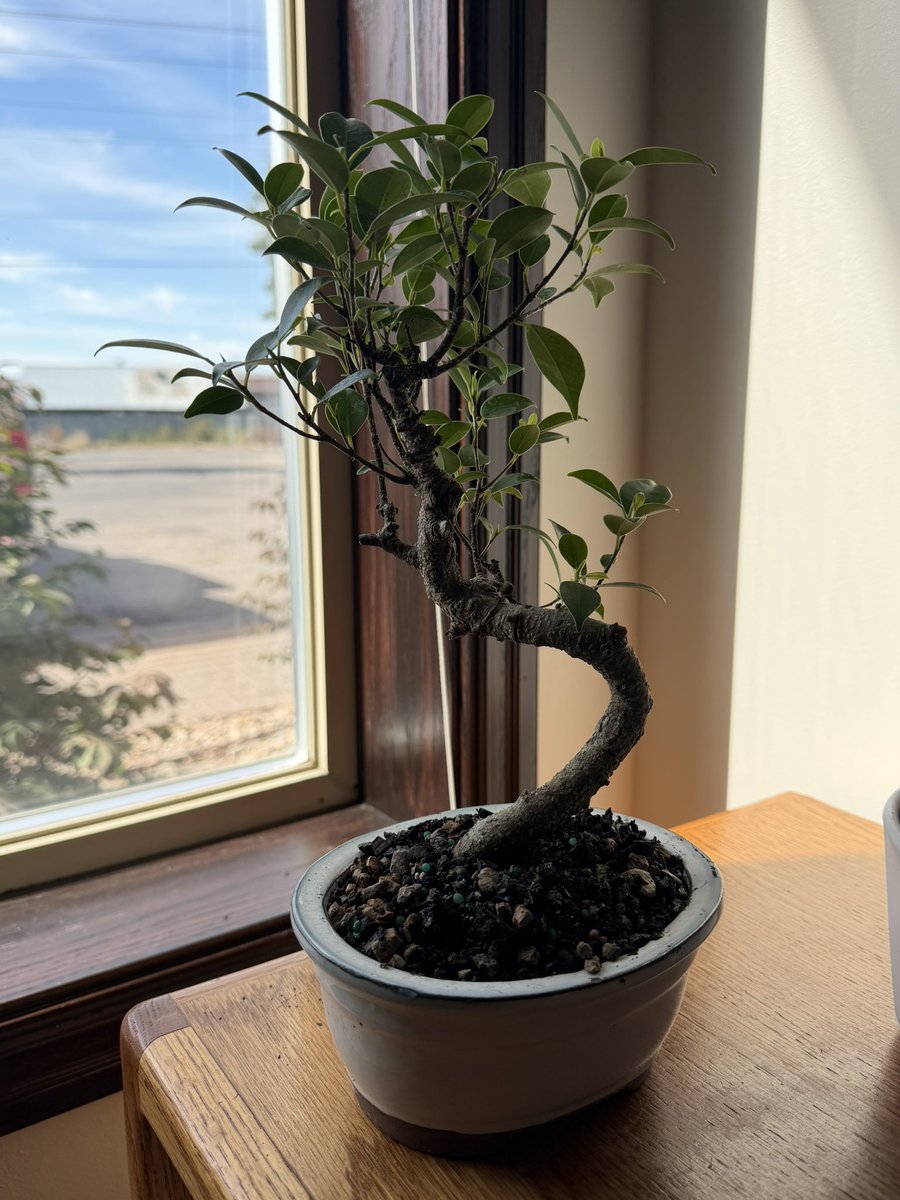 PayAfterMK's tweet photo. Every office needs a Bonsai 🌳 

#bonsai https://t.co/Az0fJyzQqd