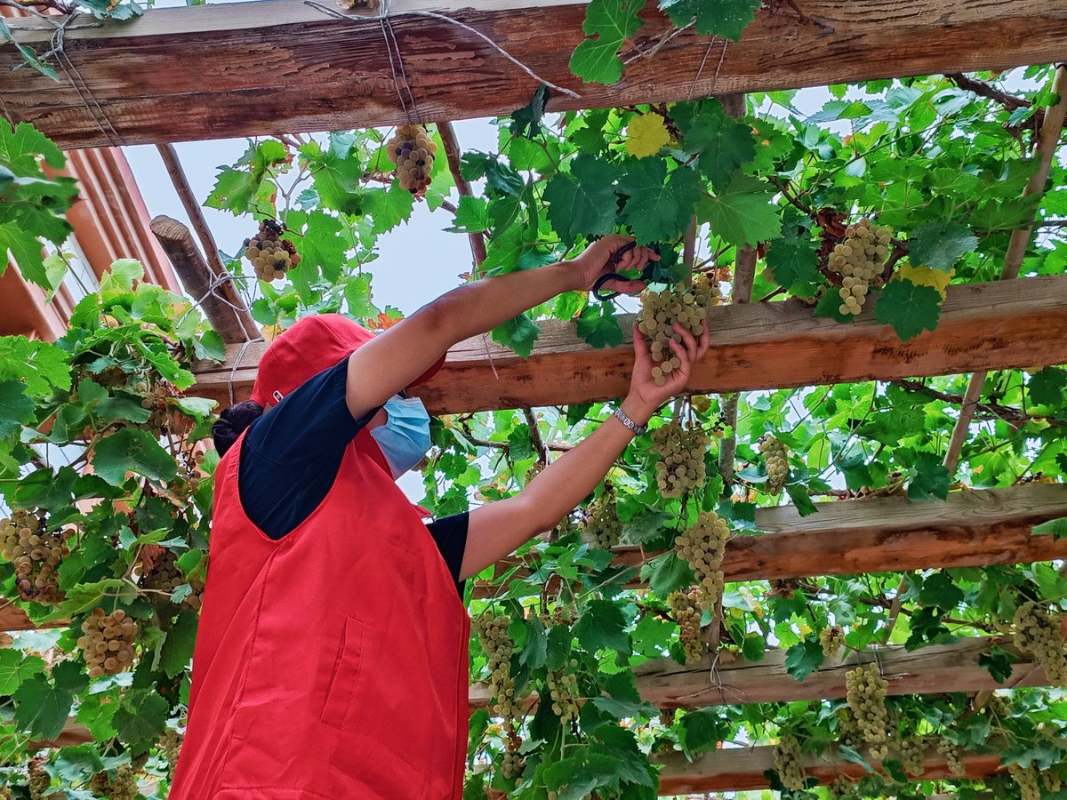 fra_gar4149's tweet photo. Tips: Persuade neighbors to get Portuguese grapes together! https://t.co/0O4AUidQfk