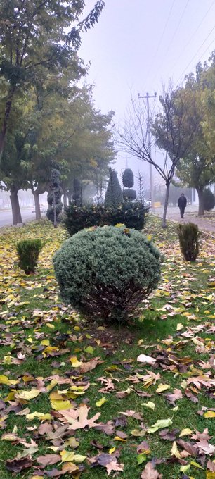 A foggy autumn park scene with fallen yellow leaves on the grass, trimmed bushes, bare trees, and a solitary figure walking in the distance.