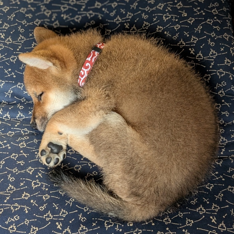 kuroshibaHAL's tweet photo. まんまる寝。ポソポソの赤ちゃん毛だねえ♡ https://t.co/z3vn5keOa7