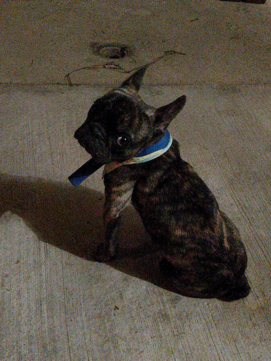 alulphvyr's tweet photo. Miren a esa cosita bonita https://t.co/xanL43NhV6