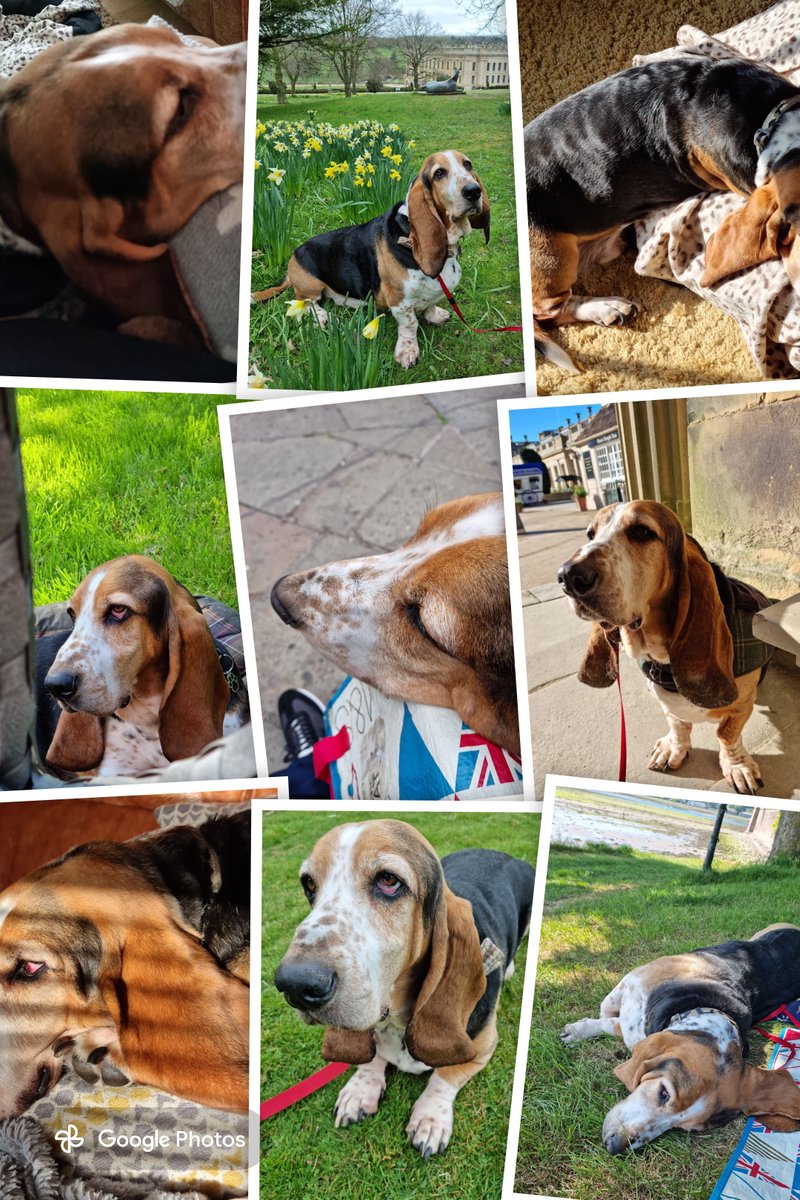 RubyMonster's tweet photo. Oh Louie we miss you Old boy https://t.co/jZfe2kIZ6e