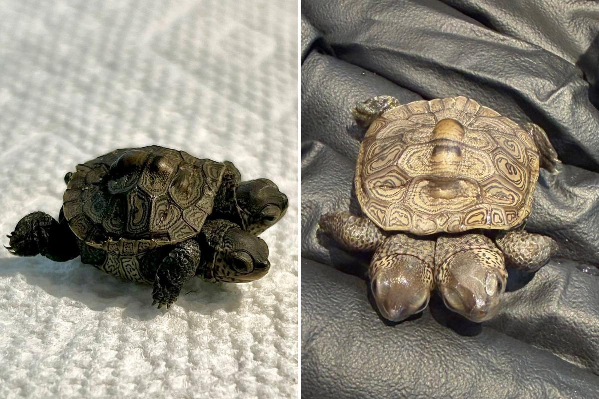 nypost's tweet photo. 'Especially rare' two-headed baby turtle found in Cape Cod https://t.co/2KkR84LBOm https://t.co/1kmWzJwPur