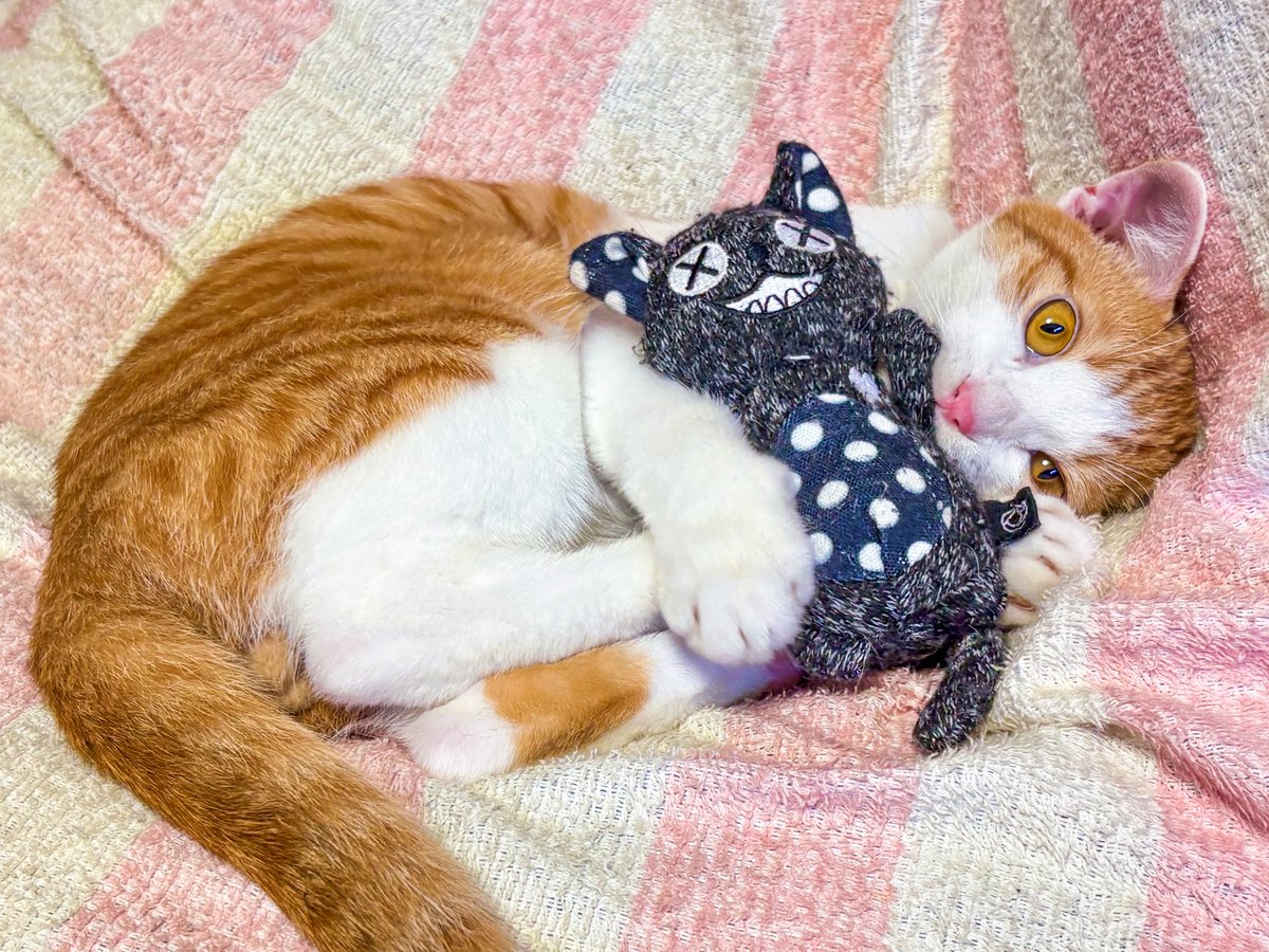 nasB's tweet photo. ネッコ無事フグリバイバイしました✂️
ちょっと痛そうだけど元気でなにより。
同じぬいなのに大きくなったなあ！ https://t.co/mJTNxA0Zb4