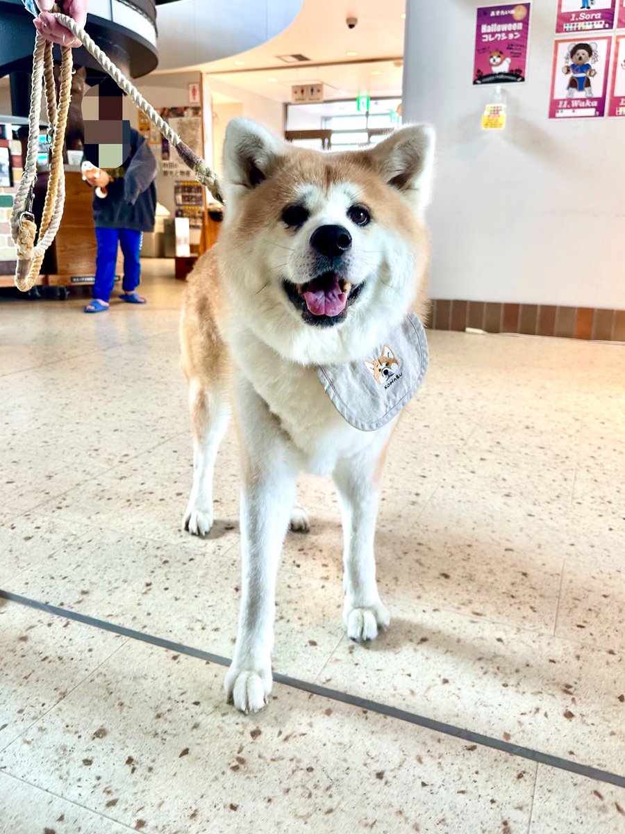 odate_akitainu's tweet photo. 【おともだちと再会/秋田犬】
こはるちゃん 11才　おかえり！
今日はお母さんの富士子ちゃんと一緒に!
まだ帰ってきてたんへ🩵

#秋田犬の里 #Akitadogvisitorcenter #Akita #akitadogs #Odate #愛犬自慢 #忠犬ハチ公 #ふるさと #大館市 #あきたいぬ #秋田犬 https://t.co/fBOVIESjNJ