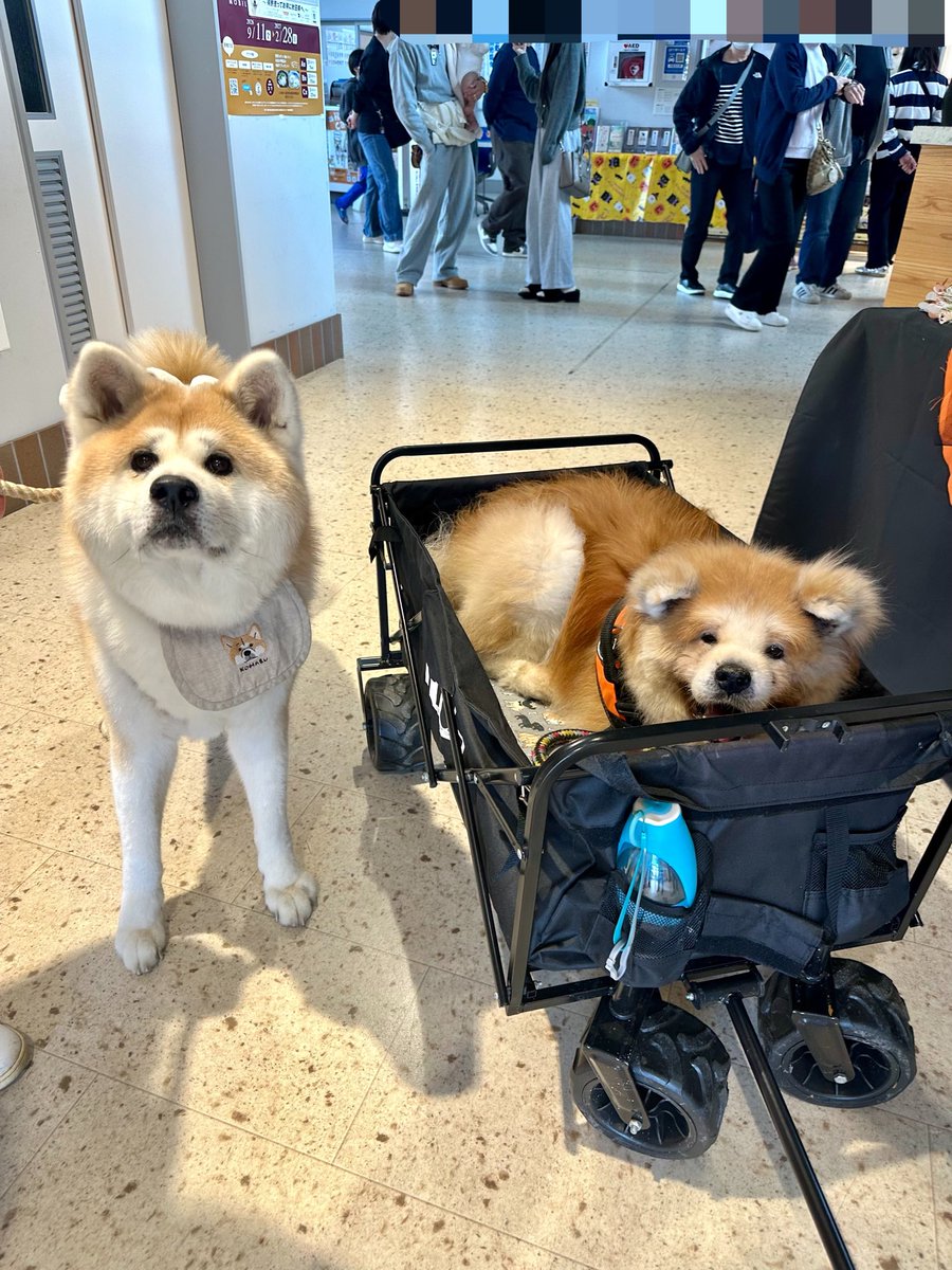 odate_akitainu's tweet photo. 【おともだちと再会/秋田犬】
こはるちゃん 11才　おかえり！
今日はお母さんの富士子ちゃんと一緒に!
まだ帰ってきてたんへ🩵

#秋田犬の里 #Akitadogvisitorcenter #Akita #akitadogs #Odate #愛犬自慢 #忠犬ハチ公 #ふるさと #大館市 #あきたいぬ #秋田犬 https://t.co/fBOVIESjNJ