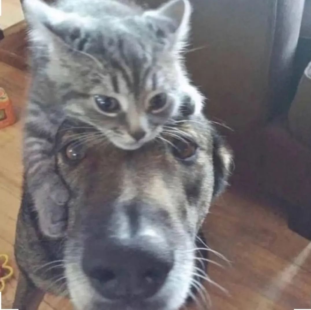 catsworldaura's tweet photo. https://t.co/zkK0p59FxE