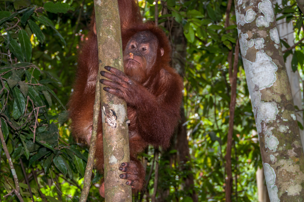 jaewook29845546's tweet photo. Let’s go! The gorilla in Indonesia’s Sumatra is easy to spot, and the frequency of our protection activities is growing. https://t.co/C7id4ZHluW