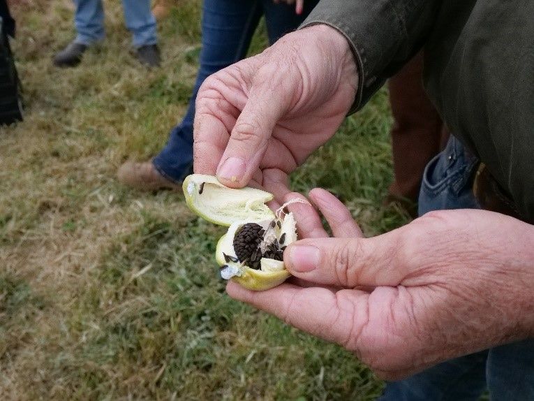WeedSmartAU's tweet photo. For those not yet acquainted, mothvine is a climbing weed causing big headaches for eastern states farmers, particularly citrus and grape growers. 🍊🍇

The WeedSmart Week irrigated ag tour recently got up close and personal with a few specimens: https://t.co/SNJp9goyqy 😲 https://t.co/5bhGPoDDog