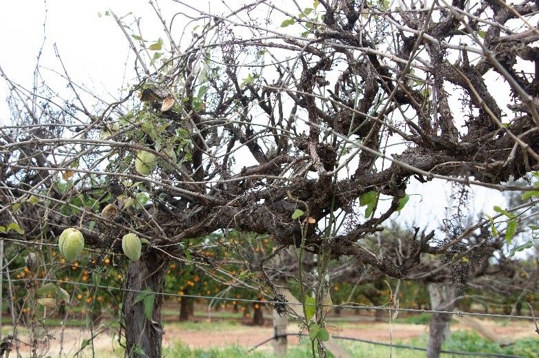 WeedSmartAU's tweet photo. For those not yet acquainted, mothvine is a climbing weed causing big headaches for eastern states farmers, particularly citrus and grape growers. 🍊🍇

The WeedSmart Week irrigated ag tour recently got up close and personal with a few specimens: https://t.co/SNJp9goyqy 😲 https://t.co/5bhGPoDDog