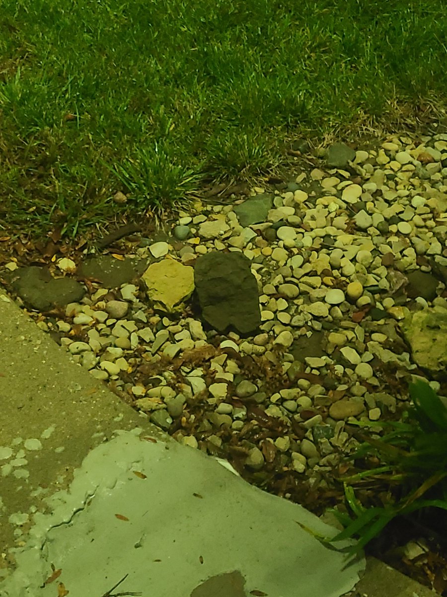 SuperEarthFlag's tweet photo. amongus rock found on campus https://t.co/a7lwmqY47Y