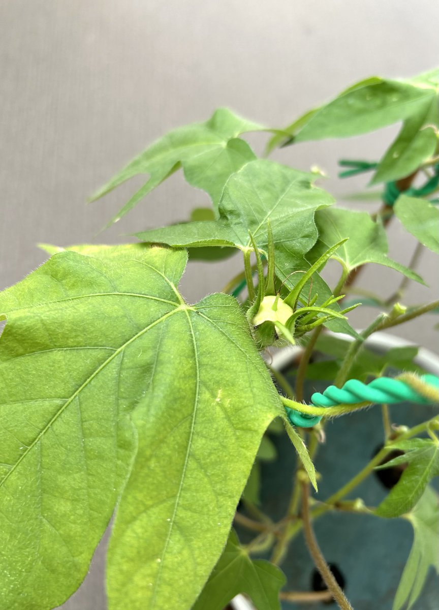 mori_jyumin's tweet photo. 昨日、朝顔の最後のつぼみが咲いた。種を植えてからの9週間はあっという間。芽が出た双葉が開いた摘心だ、つるが伸びたつぼみができたとイベントが続くのは楽しく、2026年の夏の良い思い出になった。天候不順や種の高齢化のせい？なのか朝顔まで少子化問題で、今のところ種ができそうなのは2つだけ。 https://t.co/4MGgRGrNaB