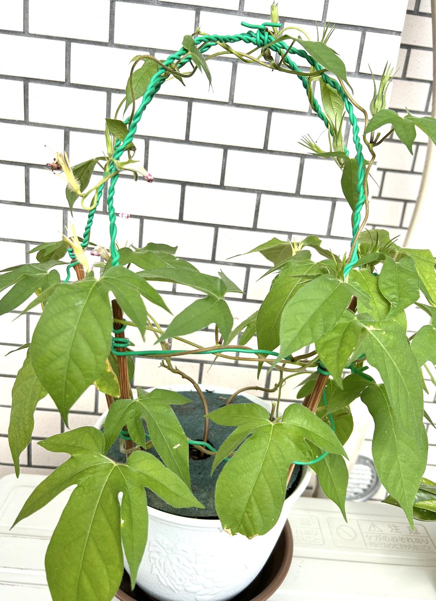 mori_jyumin's tweet photo. 昨日、朝顔の最後のつぼみが咲いた。種を植えてからの9週間はあっという間。芽が出た双葉が開いた摘心だ、つるが伸びたつぼみができたとイベントが続くのは楽しく、2026年の夏の良い思い出になった。天候不順や種の高齢化のせい？なのか朝顔まで少子化問題で、今のところ種ができそうなのは2つだけ。 https://t.co/4MGgRGrNaB
