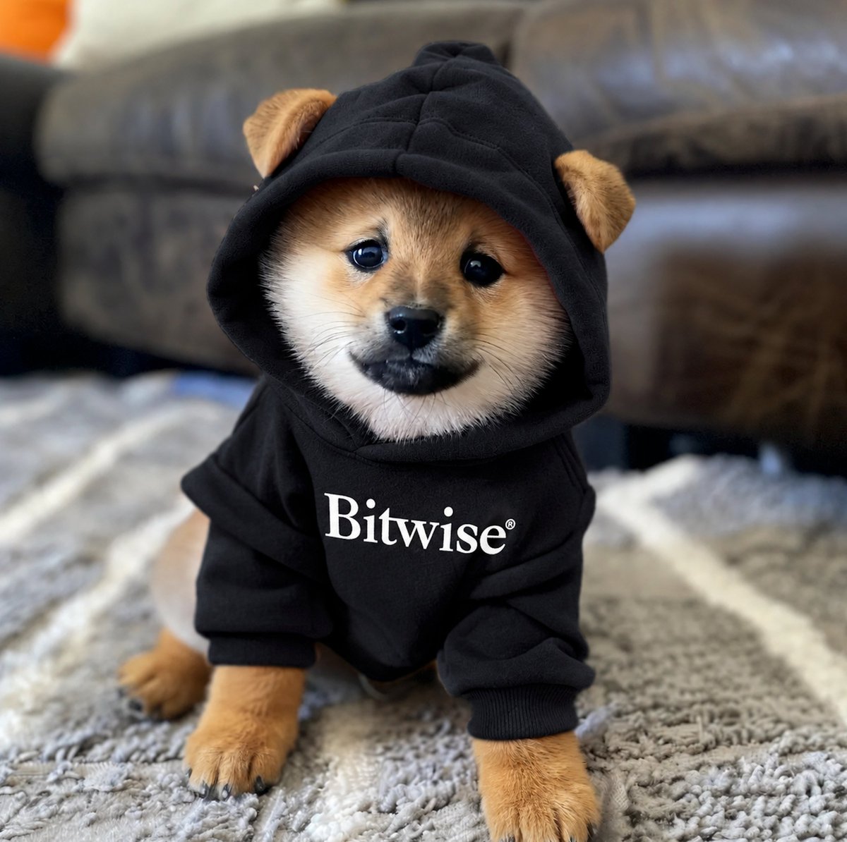 LeonidasNFT's tweet photo. @teddyfuse @dangambardello Repost if you think the #1 most trusted crypto ETF issuer @Bitwise should launch a $DOG ETF https://t.co/xUGNfHFTrz