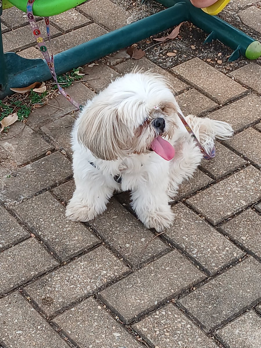 _lukekitty_'s tweet photo. essa cachorra obesa morrendo de cansaço dps de ter caminhado 30 metros https://t.co/XditHc2L2W