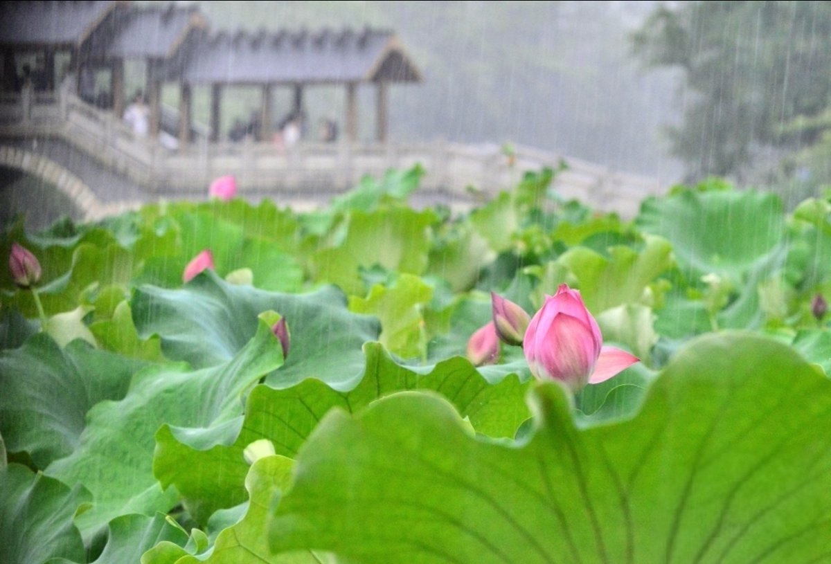 kj19514742's tweet photo. By Zhang River, the arrogant lotus lies low, a quiet, picturesque moment. https://t.co/mhKvvPtlgq