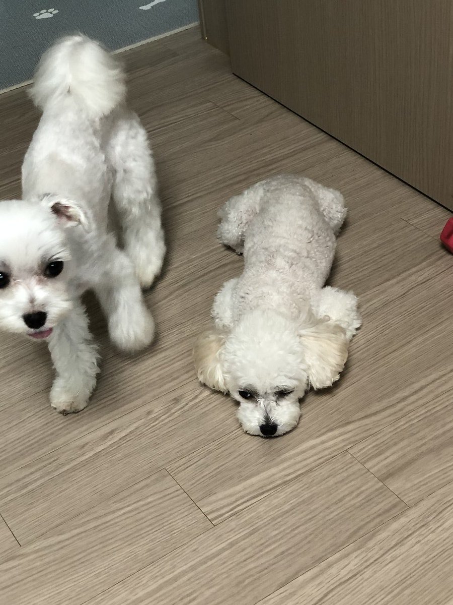 Mipqqed's tweet photo. 저희집 강아지 오늘이(왼쪽) 와 보리(오른쪽)에요 오늘 오프 하는데 언니가 데려오래서 데려가기로 했어요 🐾🤍 https://t.co/aj4uQsROXx