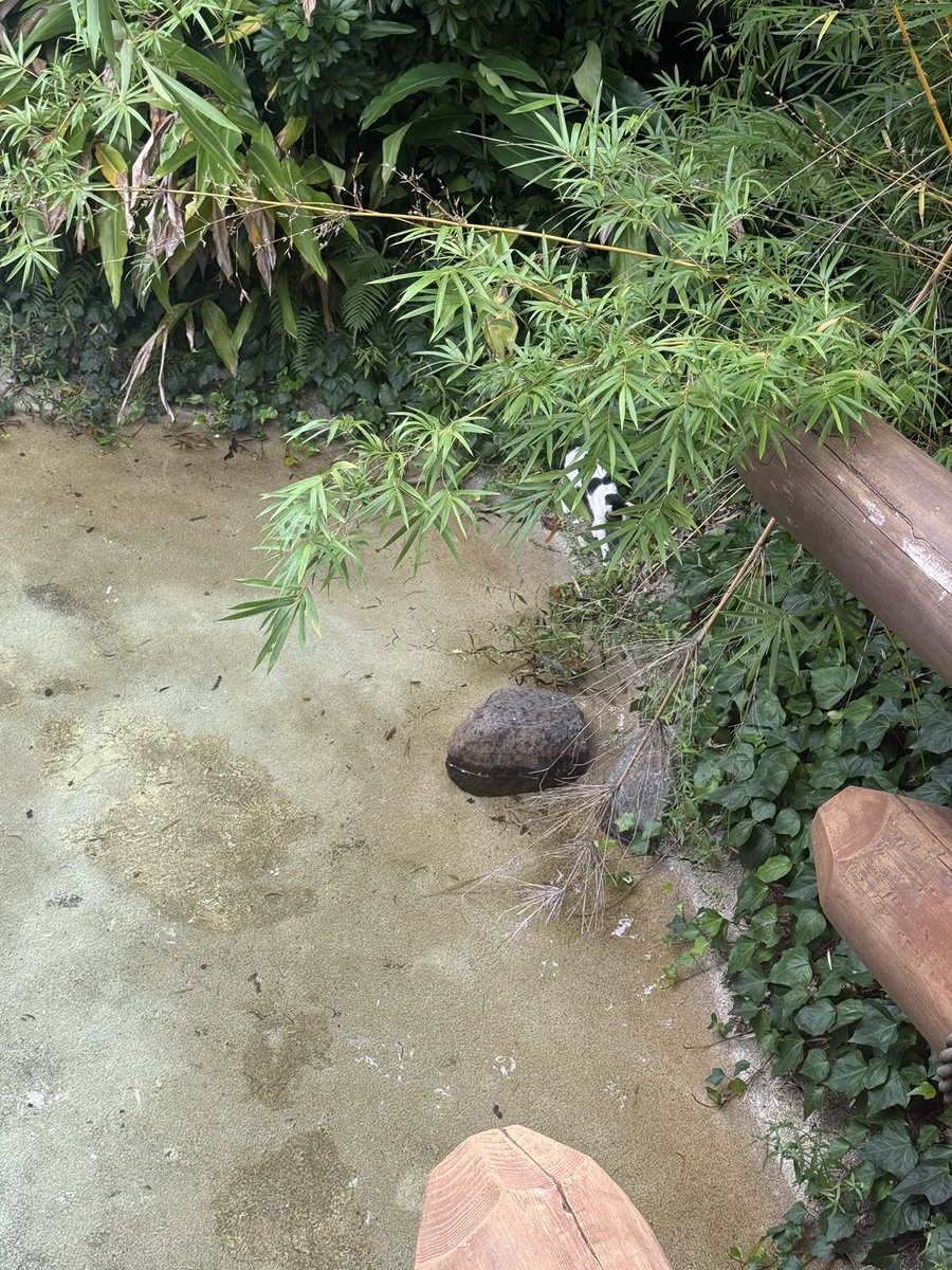 tenchan_disney's tweet photo. ボイジャーのテラス側に猫いるんだが https://t.co/v3WRBgFIPu