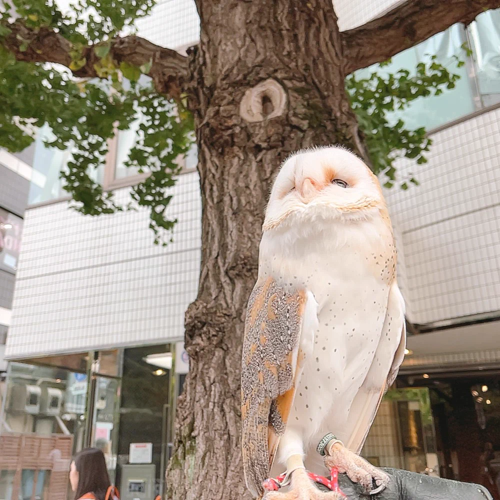 ふくろうの里 Owl Village on X: 