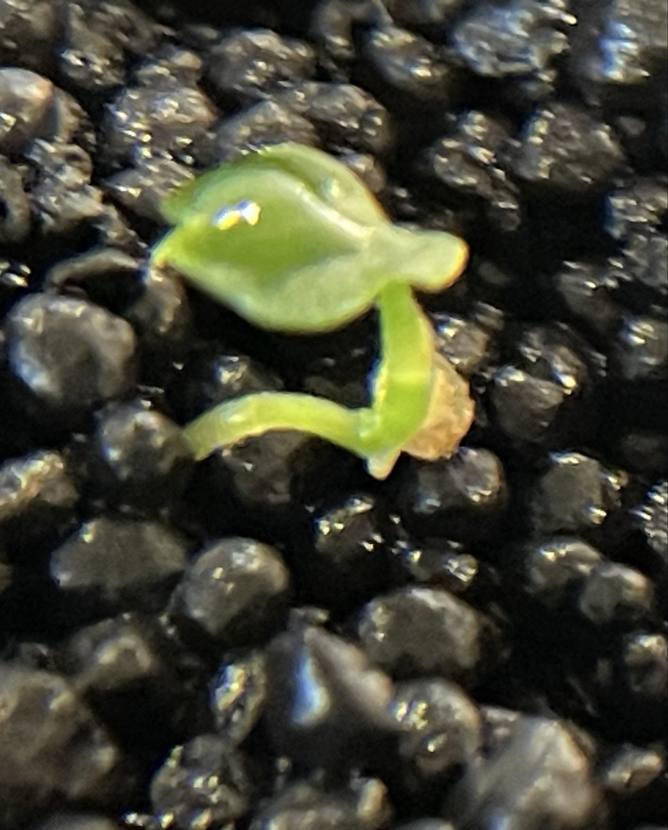 92612IRVINE's tweet photo. #Anthurium
#アンスリウム
#AnthuriumSeedling
#PrematureSeeds
RedSKGSilver
レッドSKGシルバー
Day50update
播種50日目
①２枚目の葉と根
②子葉
③根 https://t.co/uQ8Oz9Gpfs