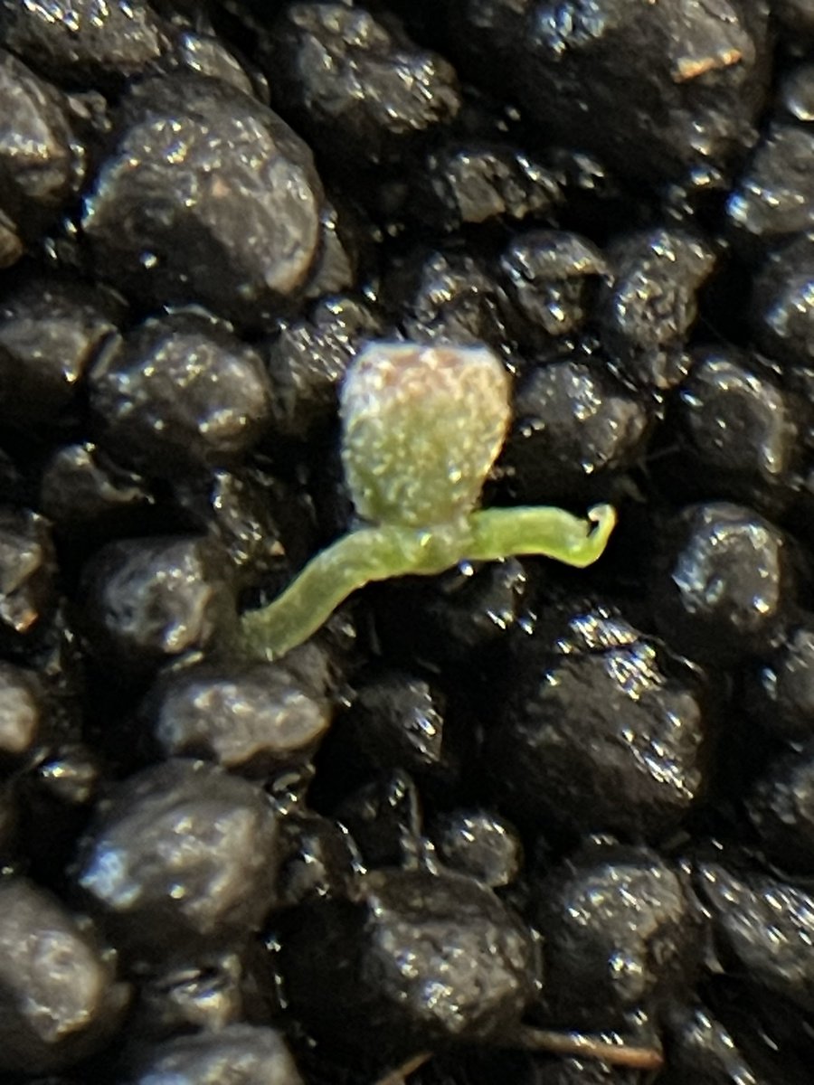 92612IRVINE's tweet photo. #Anthurium
#アンスリウム
#AnthuriumSeedling
#PrematureSeeds
RedSKGSilver
レッドSKGシルバー
Day50update
播種50日目
①２枚目の葉と根
②子葉
③根 https://t.co/uQ8Oz9Gpfs
