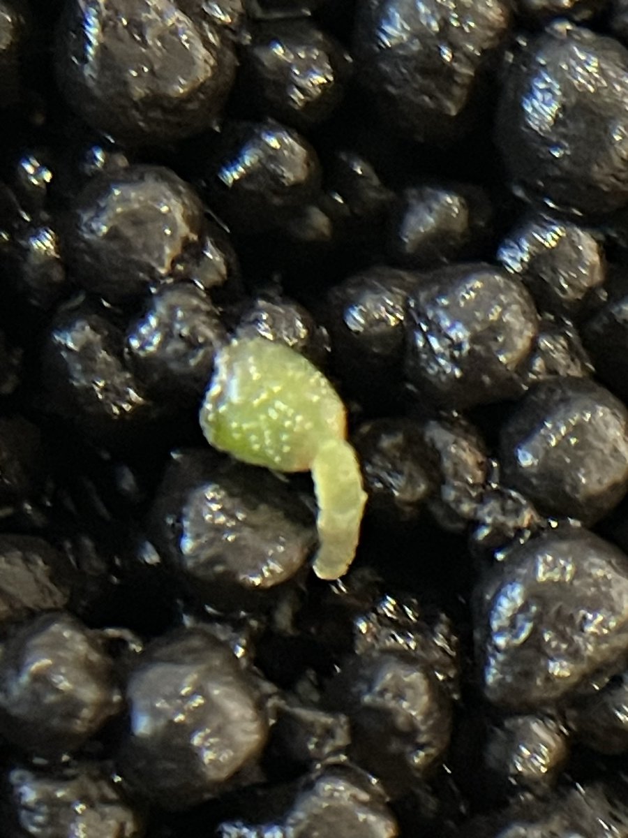 92612IRVINE's tweet photo. #Anthurium
#アンスリウム
#AnthuriumSeedling
#PrematureSeeds
RedSKGSilver
レッドSKGシルバー
Day50update
播種50日目
①２枚目の葉と根
②子葉
③根 https://t.co/uQ8Oz9Gpfs